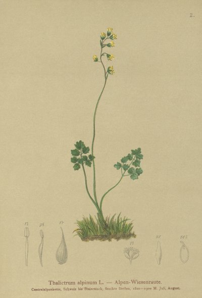 Meadow-rue (Thalictrum alpinum) by German School