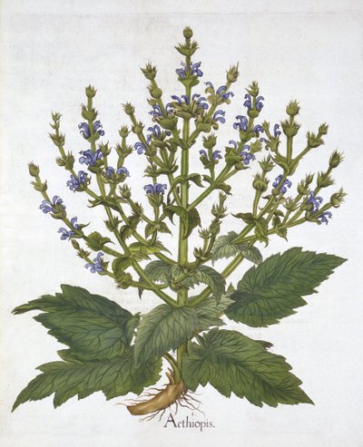 Mediterranean Sage, from "Hortus Eystettensis" by Basil Besler by German School