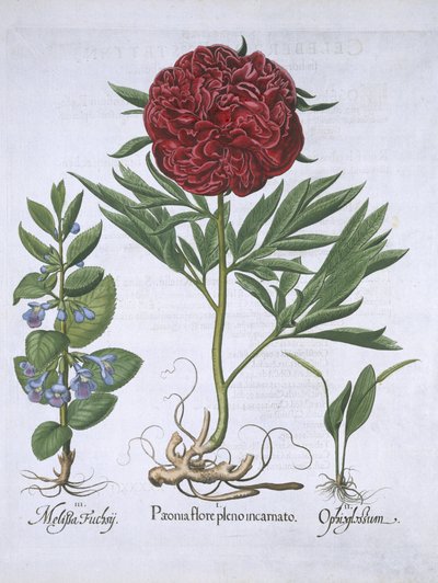 Melissa, Paeony and Odontoglossum, from Hortus Eystettensis by Basil Besler, pub. 1613 by German School