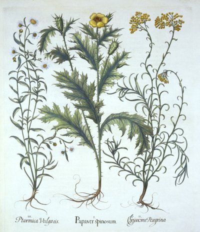 Mexican Poppy, Seaside Strawflower, and Sneezewort, from Hortus Eystettensis by German School