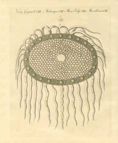 Microscopic image from the hole of the plumeless thistle-pulp by German School