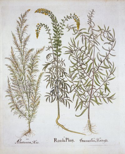 Mignonette, Southernwood, and Tarragon, from Hortus Eystettensis by German School