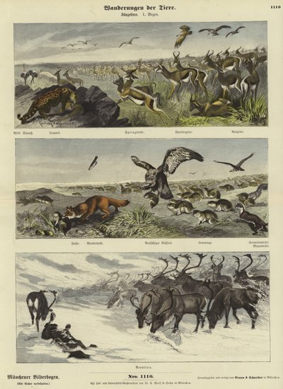 Migrations of Animals by German School