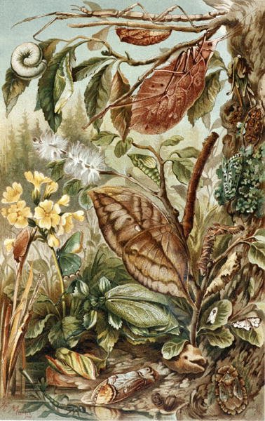 Mimicry of Insects, plate from "Brehms Tierleben: Allgemeine Kunde des Tierreichs", vol.9, p.10, published by Bibliographisches Institut by German School