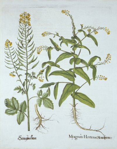 Mitre Cress and White Mustard, from Hortus Eystettensis by German School