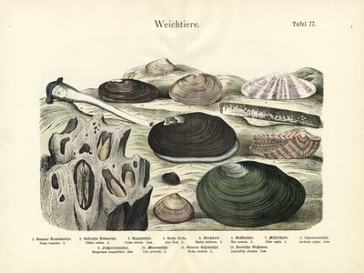 Molluscs, c.1860 by German School