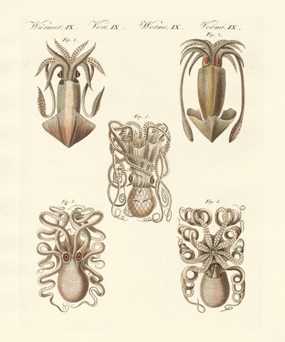 Molluscs or soft worms by German School