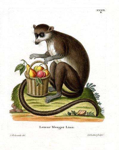 Mongoose Lemur by German School
