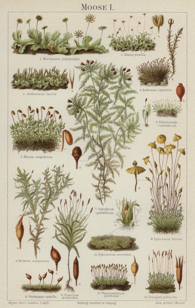 Mosses by German School
