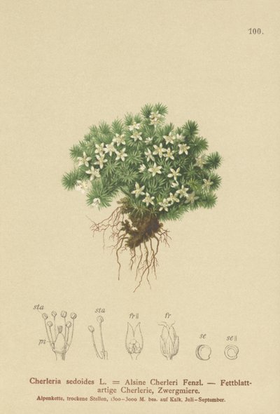 Mossy Cyphel by German School