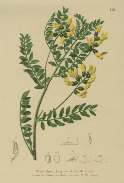 Mountain Lentil by German School