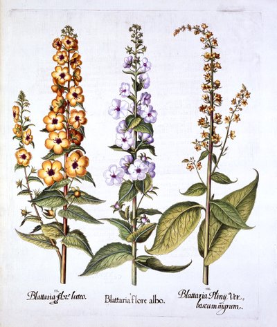 Mullein, genus Verbascum, from Hortus Eystettensis by German School