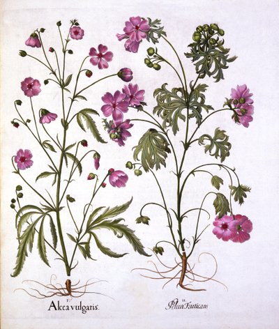 Musk Mallow, from Hortus Eystettensis by German School