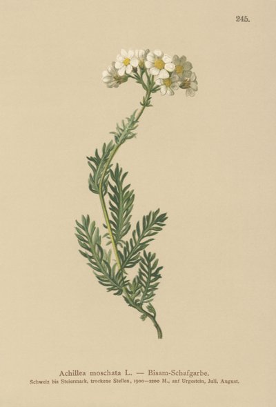 Musk Milfoil by German School