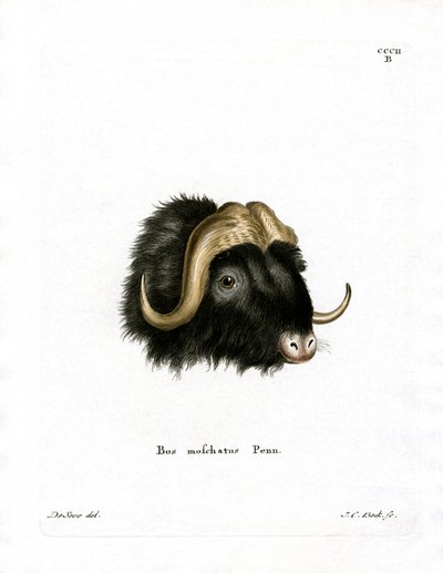 Musk Ox Head by German School
