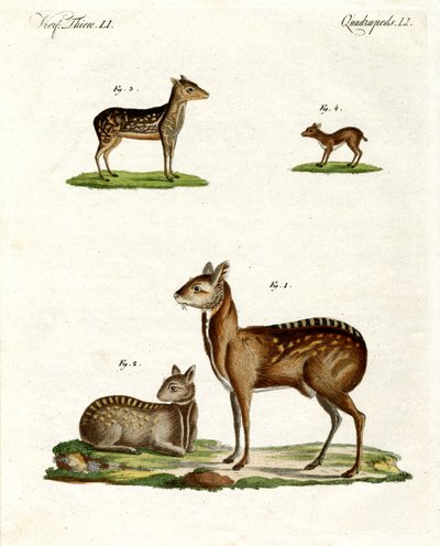 Musk Animals by German School