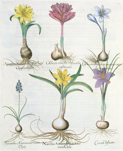 Narcissi, Crocuses and Hyacinth, from the Hortus Eystettensis by Basil Besler by German School