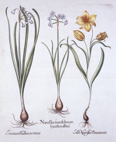 Narcissus, Tulip and Summer Snowflake, from Hortus Eystettensis by German School
