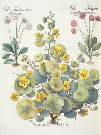 Nasturtiums and Daisies, from the Hortus Eystettensis by Basil Besler, pub. 1613 by German School