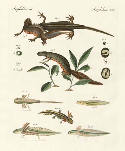 Natural history of sea salamander by German School