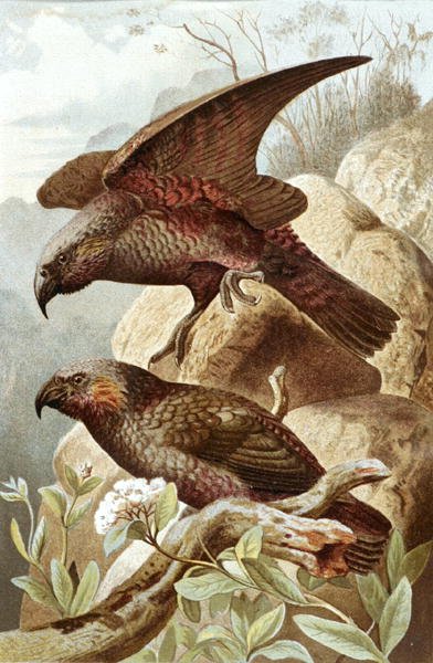 Nestor Parrot, plate from 