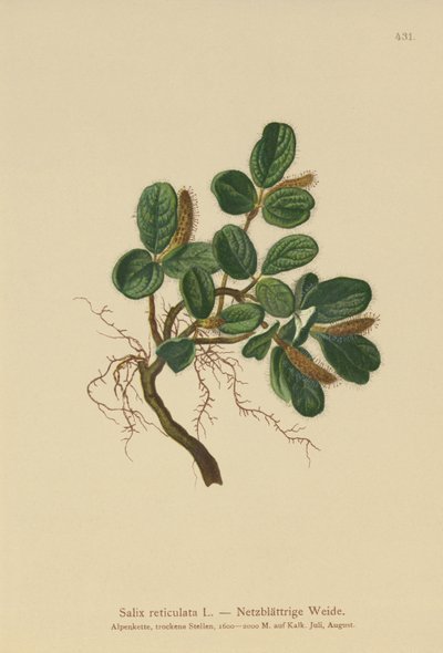 Net-leaved Willow by German School