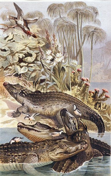 Nile Crocodile, plate from "Brehms Tierleben: Allgemeine Kunde des Tierreichs", vol.7, p.504, published by Bibliographisches Institut by German School