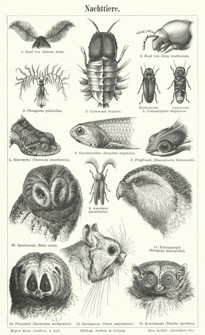 Nocturnal Animals by German School