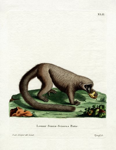 Northern Olingo by German School