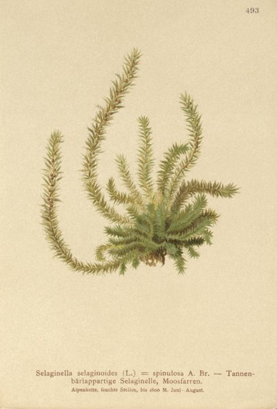 Northern Spikemoss by German School