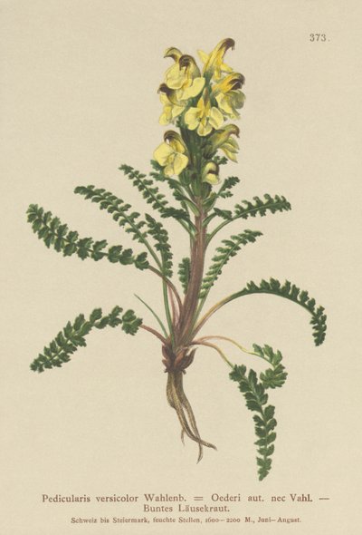 Oeders Lousewort by German School