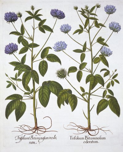 One-Flowered Clovers, from Hortus Eystettensis by German School