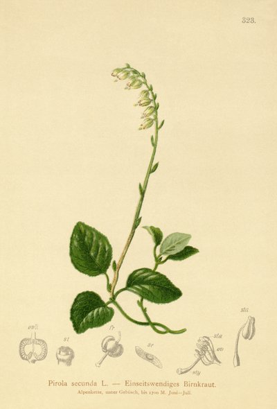One-sided Wintergreen by German School