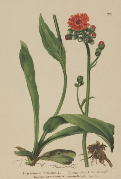Orange Hawkweed by German School