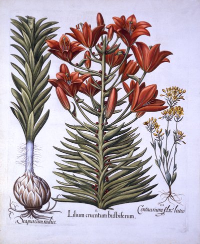 Orange Lily with Bulbils and Bulbs, Late-Blooming Blackstoria, from Hortus Eystettensis by German School