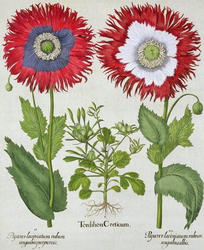 Ornamental Poppies, from the Hortus Eystettensis by Basil Besler, pub. 1613 by German School