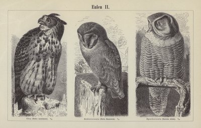 Owls by German School