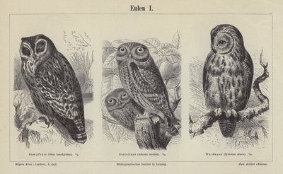 Owls by German School