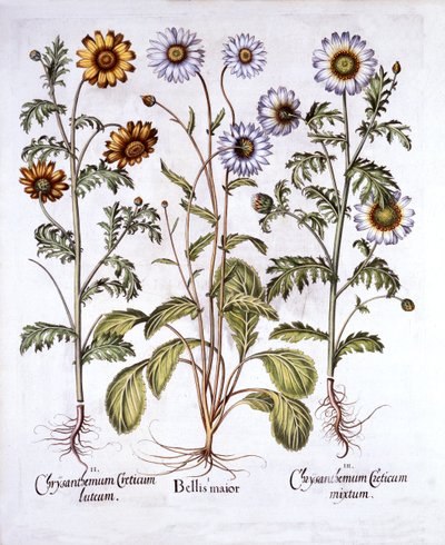 Oxe Eye Daisy and Crown Daisy, from Hortus Eystettensis by German School