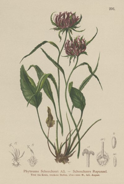 Oxford Rampion by German School