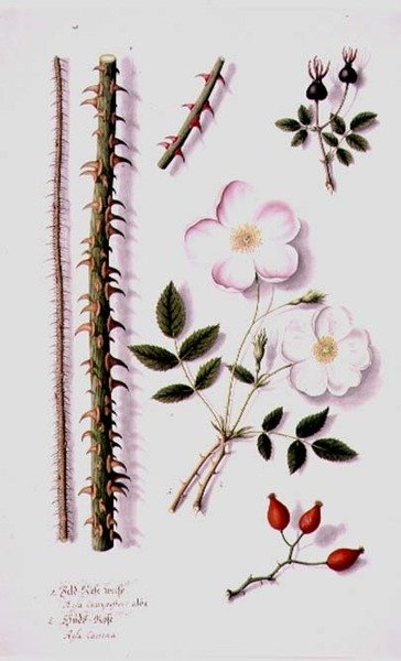 White Field Rose (Rosa silvestris alba) and Dog Rose (Rosa canina) c.1820 by German School