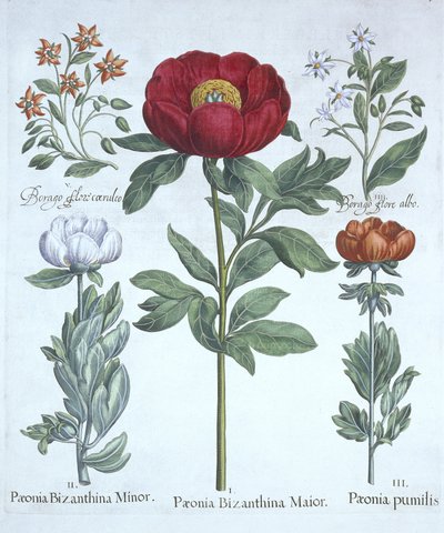 Paeonies and Borage, from Hortus Eystettensis by German School
