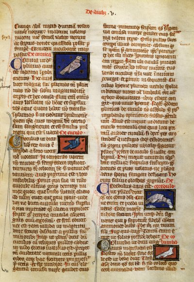 Page from De Natura Rerum on Birds, by Albertus Magnus (circa 1200-1280) by German School