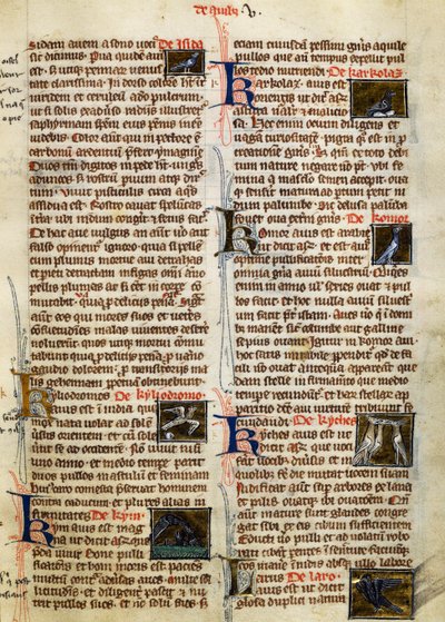 Page from De Natura Rerum on birds by German School