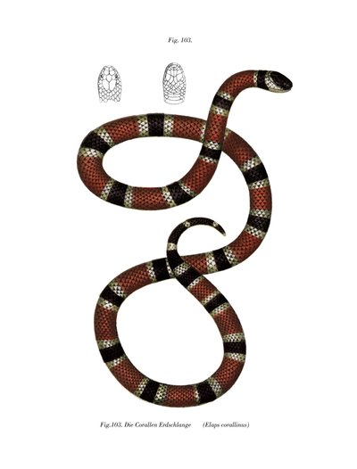 Painted Coral Snake by German School