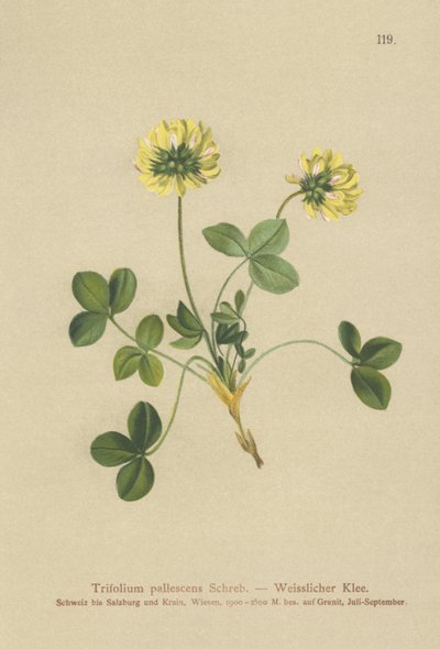 Pale Clover by German School
