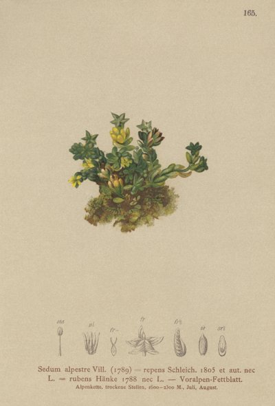 Pale Stonecrop by German School