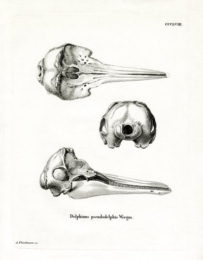 Pantropical Spotted Dolphin Skull by German School