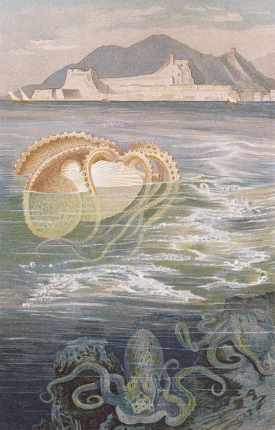 Paper Nautilus, plate from Brehms Tierleben by German School
