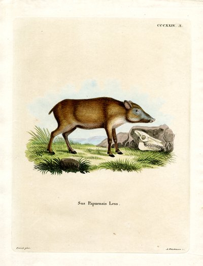Papuan Wild Boar by German School
